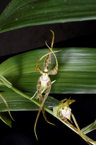 Brassia rolandoi Huntington's Dancing Queen CHM/AOS 82 pts.Flower